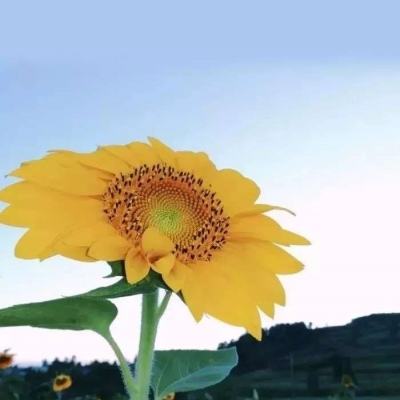 射击传奇内购破解版下载